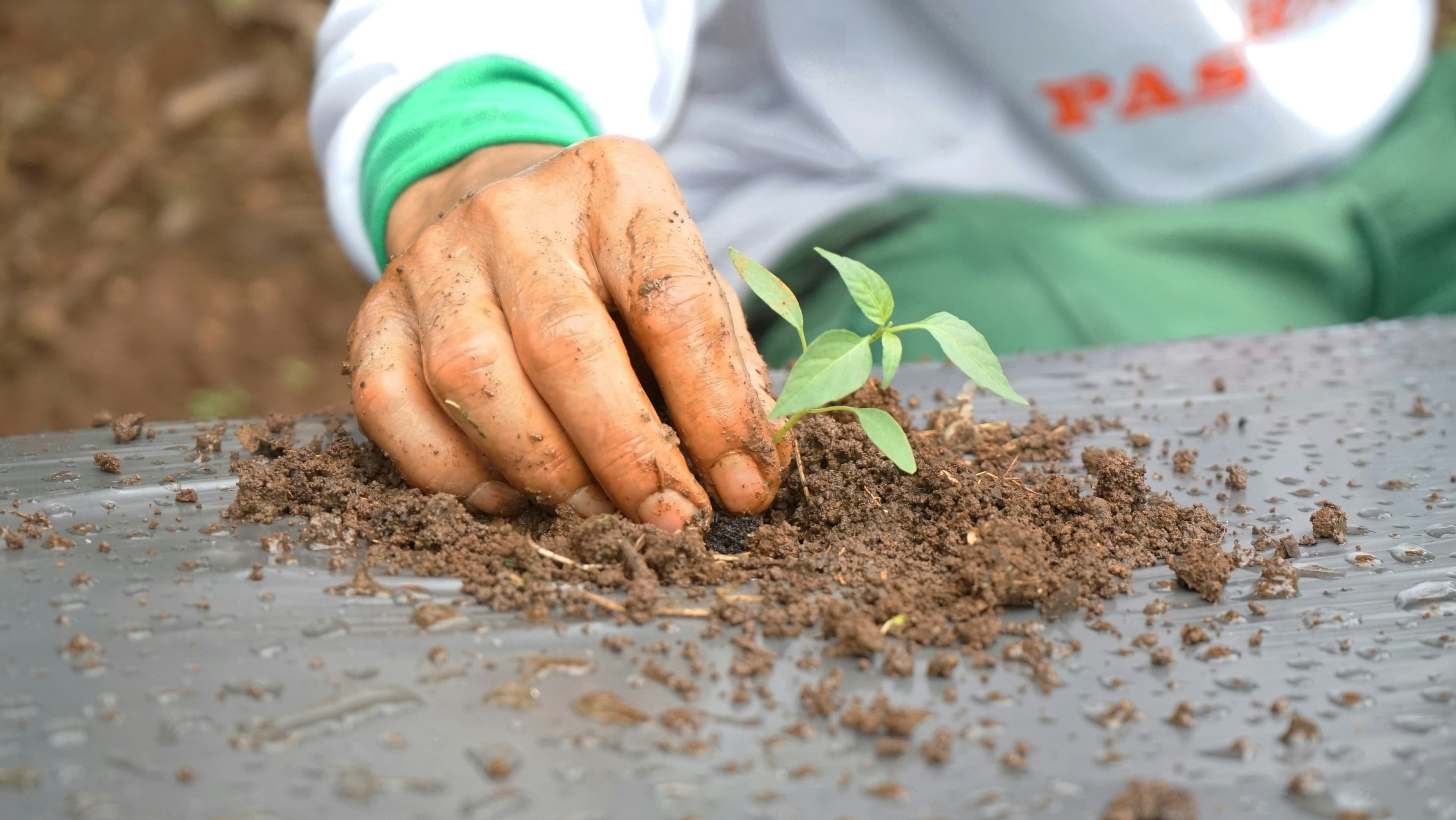 A hand planting a seedling in fresh soil.